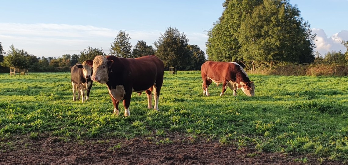 Bankside friends - LH from Hereford
